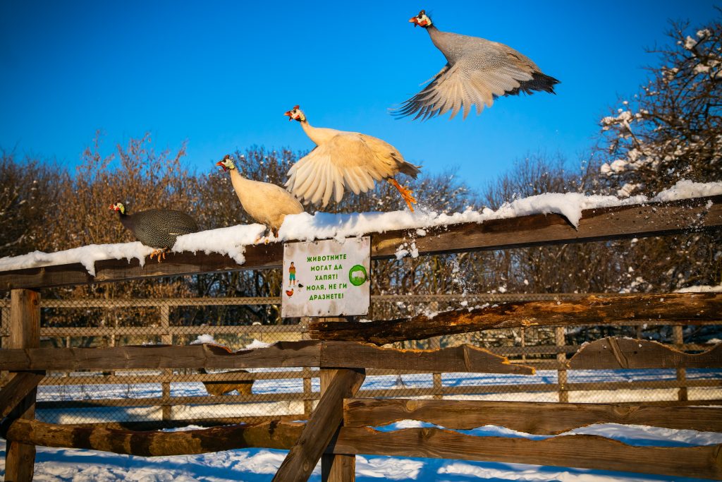 img 0054